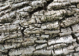 Close up of tree trunk