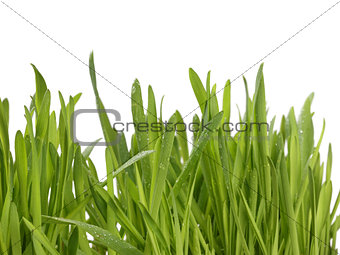 fresh oat sprouts with water drops border