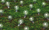 Cultivation of unlit light bulbs