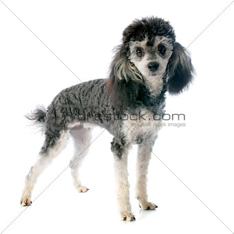bicolor poodle 