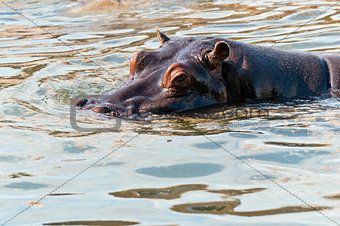 Hippopotamus or hippo