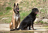 young rottweiler and malinois