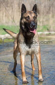 malinois in the river