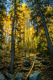 Aspen Forest