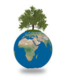 Oak tree on planet Earth