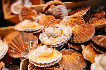 Scallops in the shell in the market