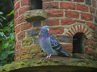 Pigeon on Dovecote