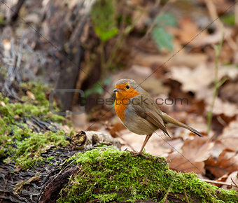 Robin in Woodland