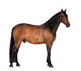 Mixed breed of Spanish and Arabian horse, 8 years old, standing against white background
