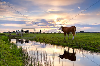 cattle on pasture and river at sunset