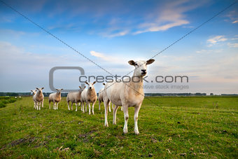 sheep herd on pasture