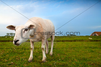 suspicious sheep via wide angle