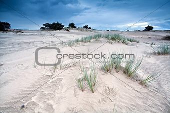sand texture on dunes by Appelscha