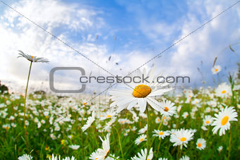 white camomile flower over blue sky