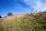 hill with pink heather