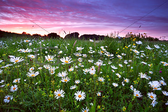 many camomile flowers at dramatic sunset