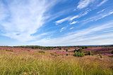 meadows with flowering heather