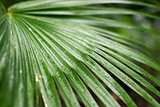 A few water drop upon a green palm leaf