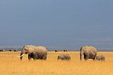 African elephants in grassland