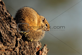 Tree squirrel