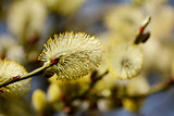 Closeup of a willow tree catkin 