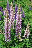 Bright pink flowers lupine