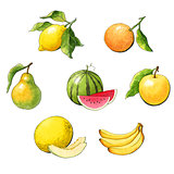 Set of watercolor fruit