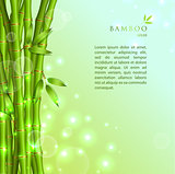 Background with green bamboo