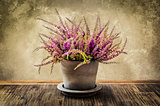 Post-process painting of nice heather flower in pot