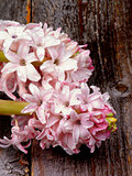 Pink Hyacinths
