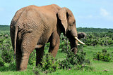 Elephant, Addo Elephant National park, South Africa