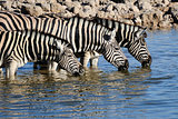 Zebras drinking water, Okaukeujo waterhole