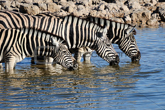 Zebras drinking water, Okaukeujo waterhole