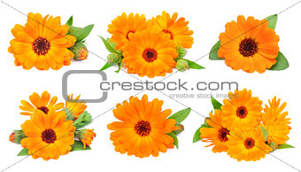 Set of marigold flowers