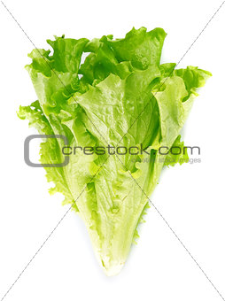 Lettuce salad isolated