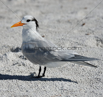 Elegant Tern Seabird 