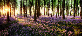 Long shadows in bluebell woods
