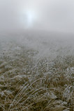 meadow with rime