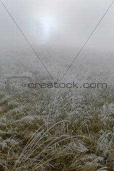 meadow with rime