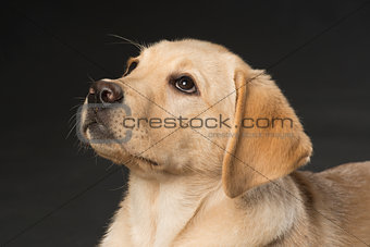 Beautiful Labrador retriever isolated on black background
