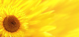 Banner with sunflower