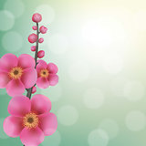 Sakura Flowers With Bokeh