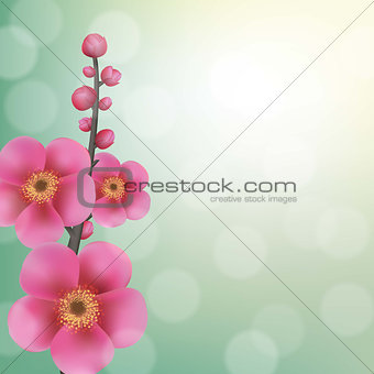 Sakura Flowers With Bokeh