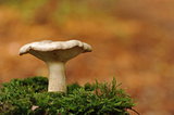 A fungus on a tree stump