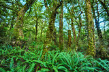 New Zealand Rainforest