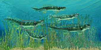Devonian Orthacanthus Sharks