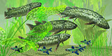 Dipterus macrolepidotus Fish