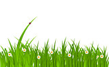 Summer Abstract Background with Grass. Vector Illustration.