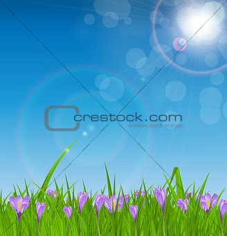 Crocuses nature background. Vector illustration.