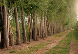 Trees Planted for Protection at the Orchard's Edge on Farm Road